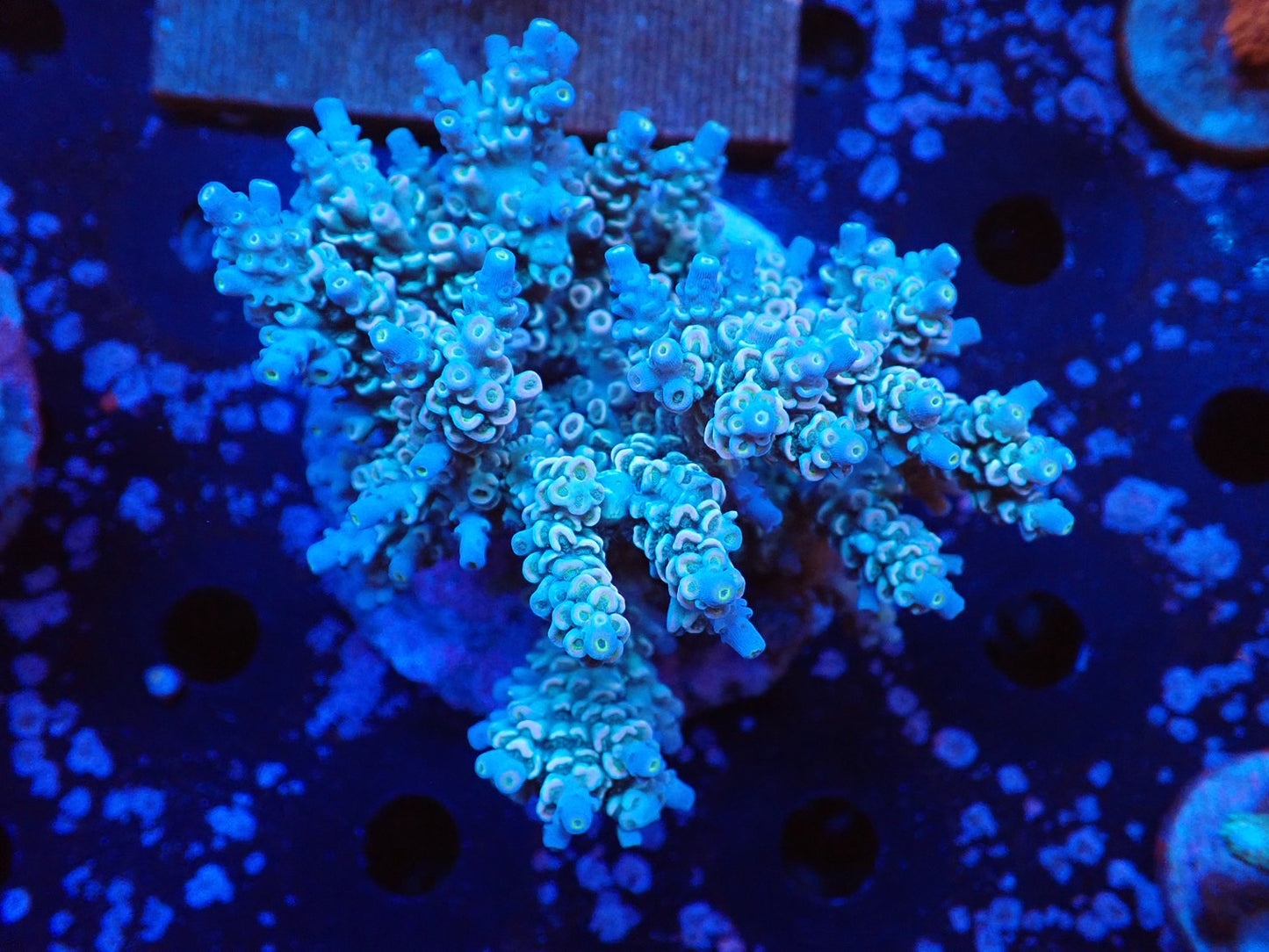 インドネシア産ブリードミドリイシ①