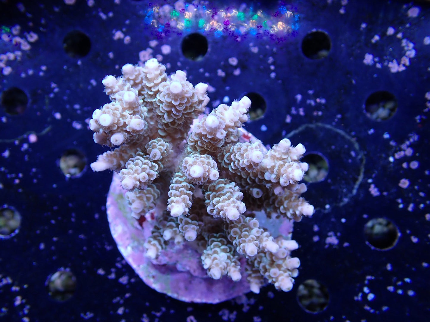 インドネシア産ブリードミドリイシ⑨