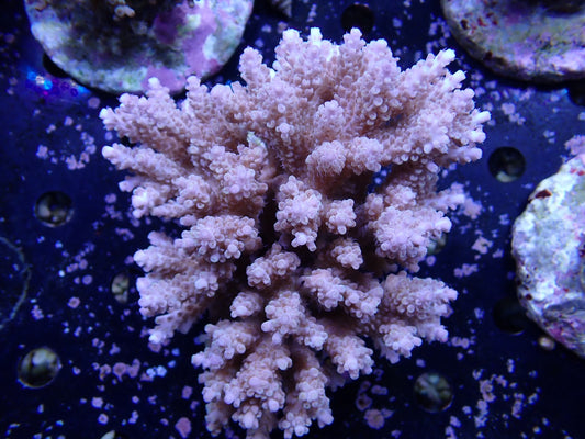 インドネシア産ブリードミドリイシ⑧