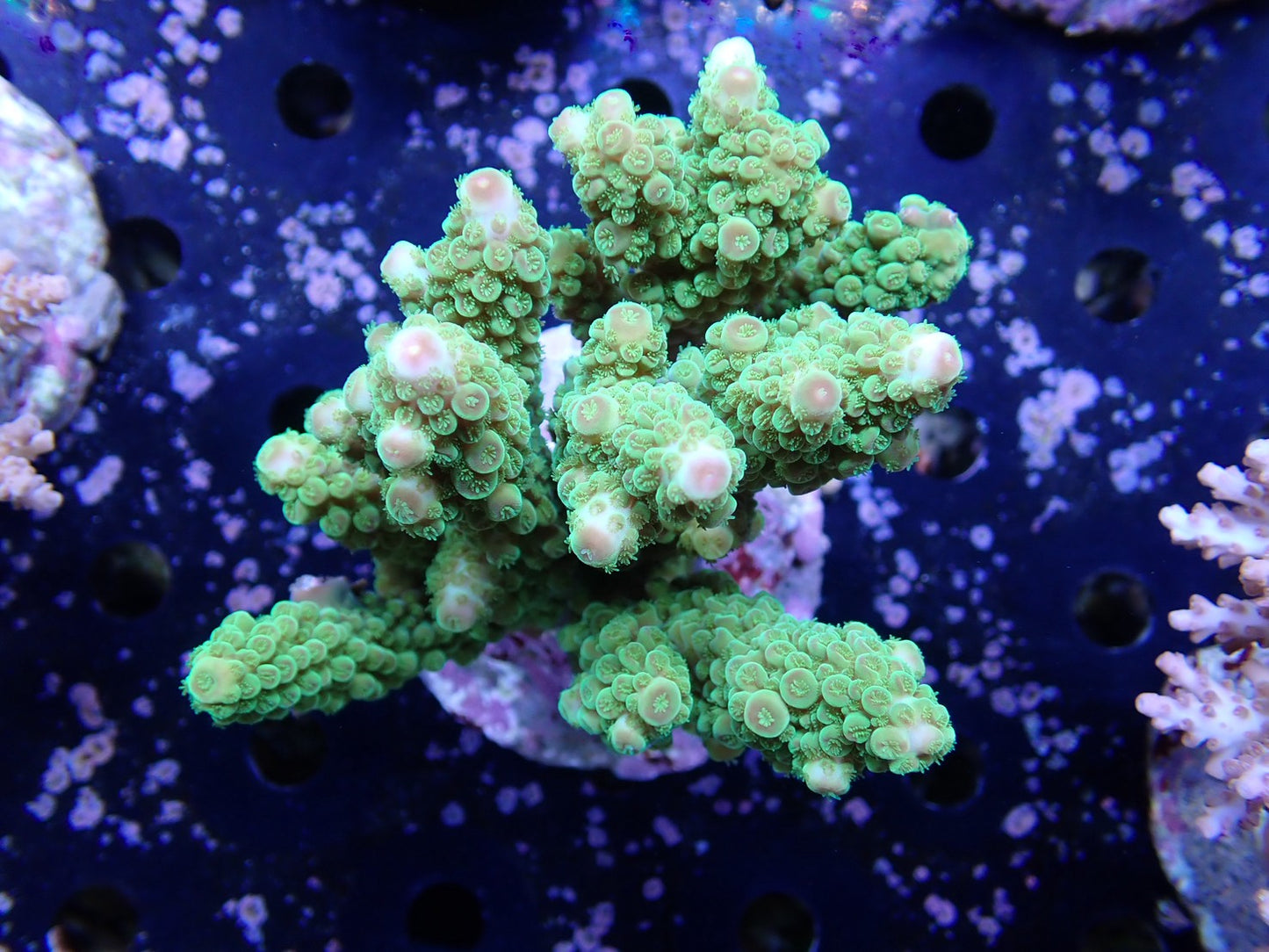 インドネシア産ブリードミドリイシ⑦