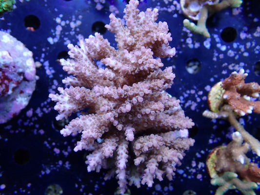 インドネシア産ブリードミドリイシ⑥