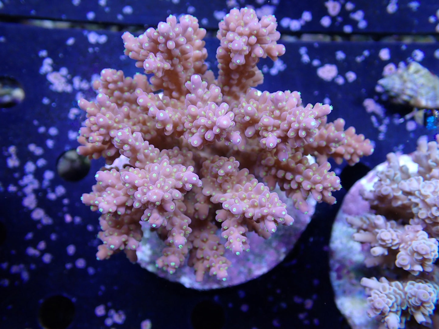 インドネシア産ブリードミドリイシ⑤