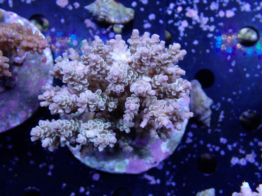 インドネシア産ブリードミドリイシ④