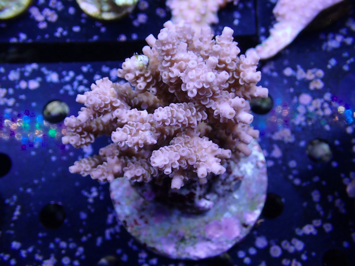 インドネシア産ブリードミドリイシ③