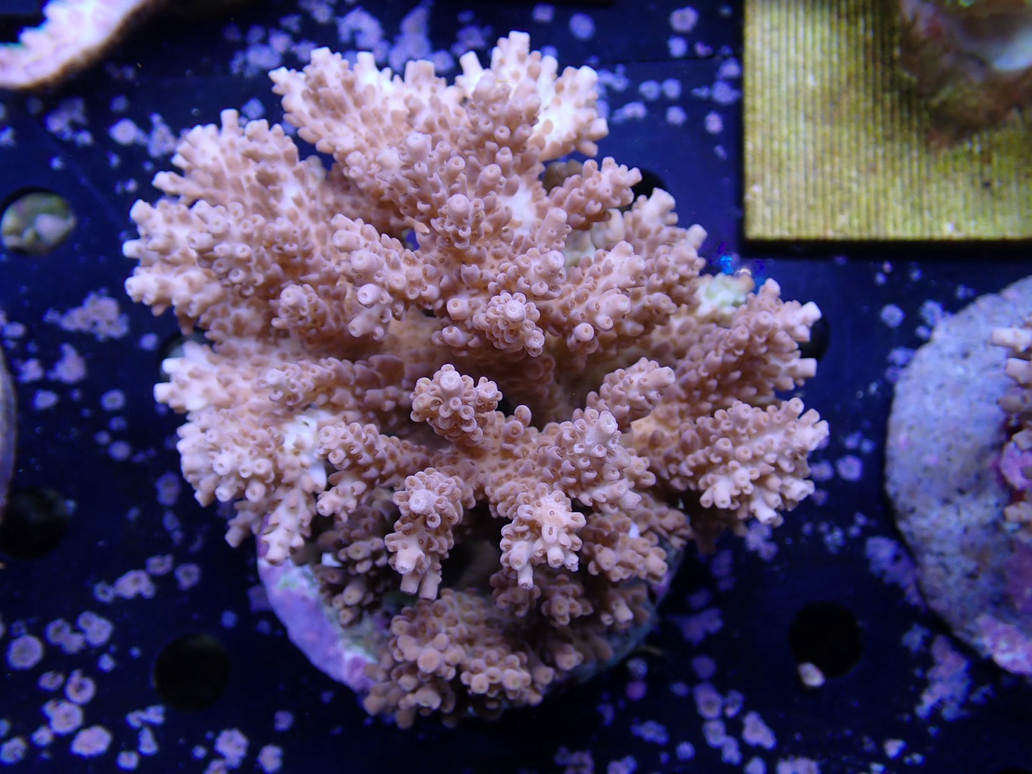 インドネシア産ブリードミドリイシ②