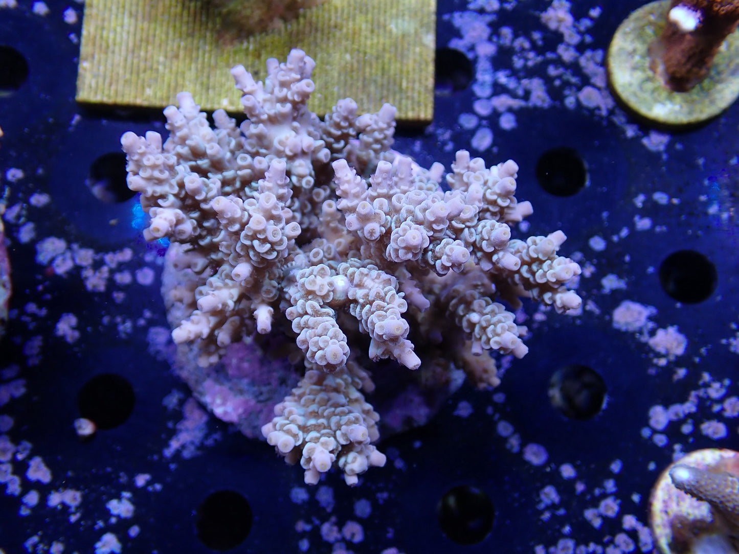 インドネシア産ブリードミドリイシ①