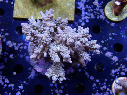 インドネシア産ブリードミドリイシ①