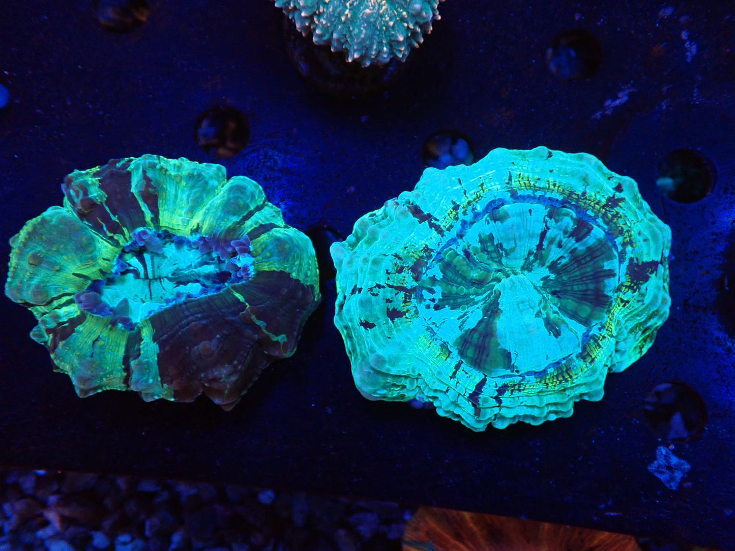 アザミハナガタ②