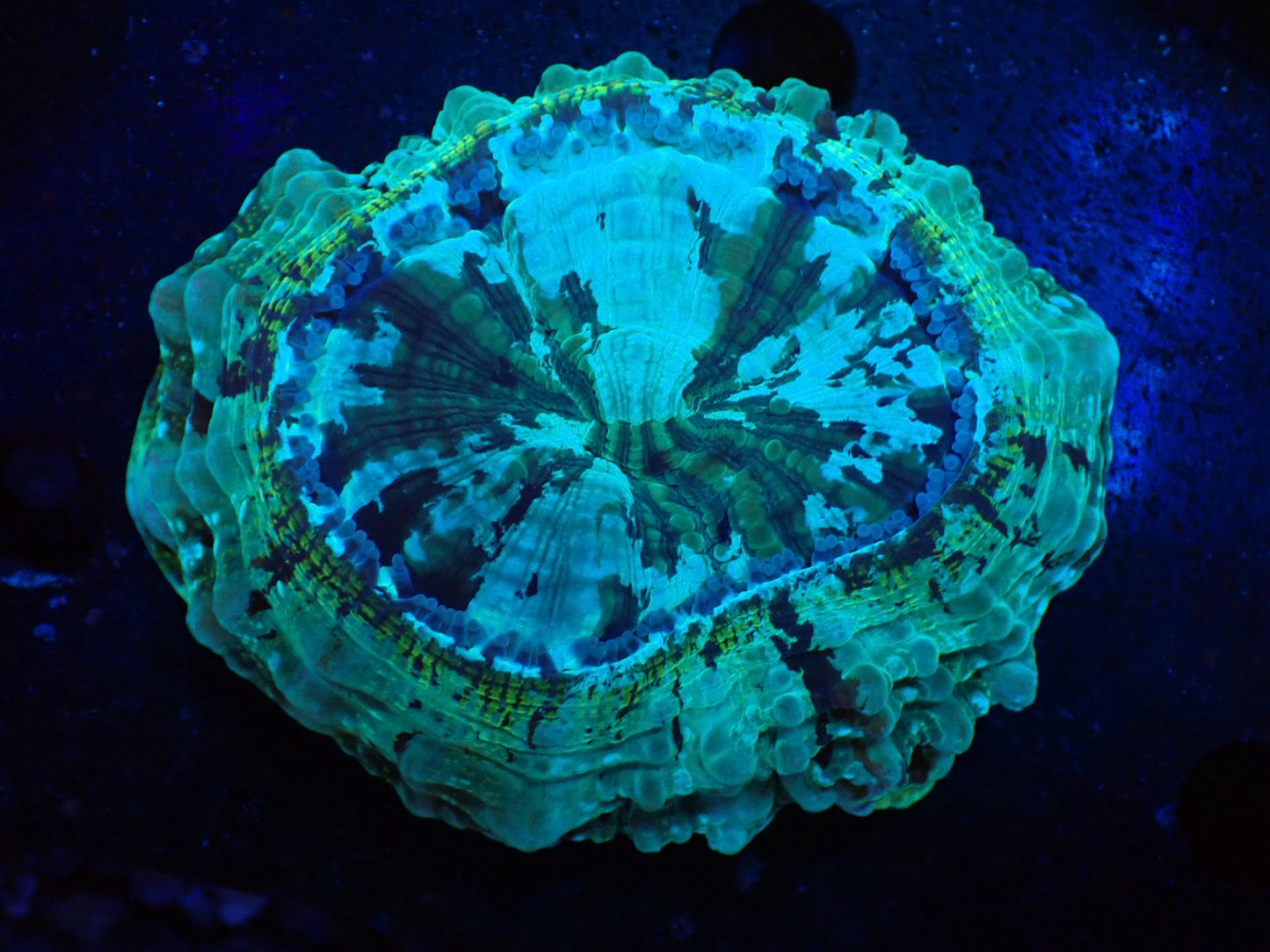 アザミハナガタ①