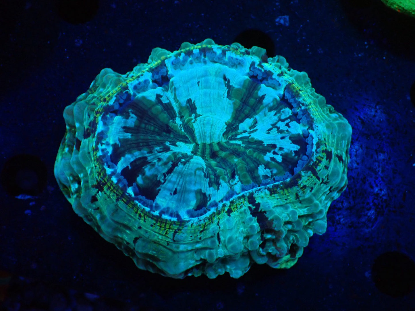 アザミハナガタ①