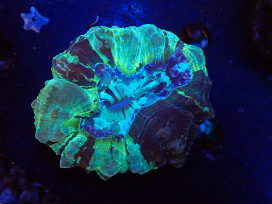 アザミハナガタ②