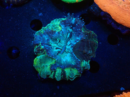 アザミハナガタ②