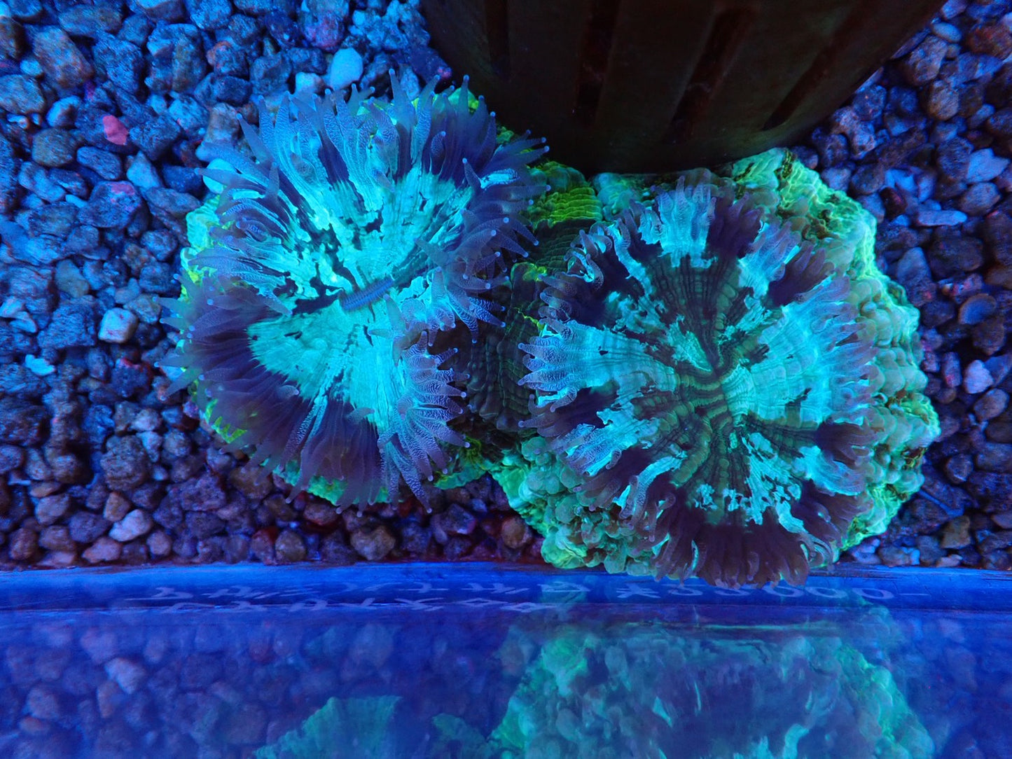 アザミハナガタ②