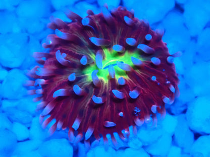 クサビライシ①