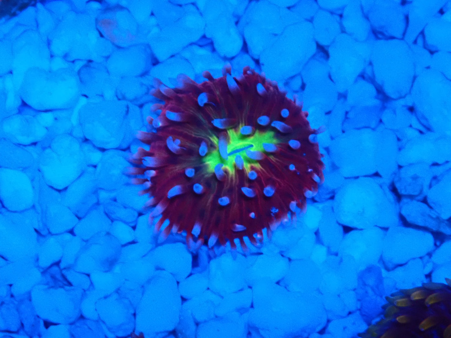 クサビライシ①