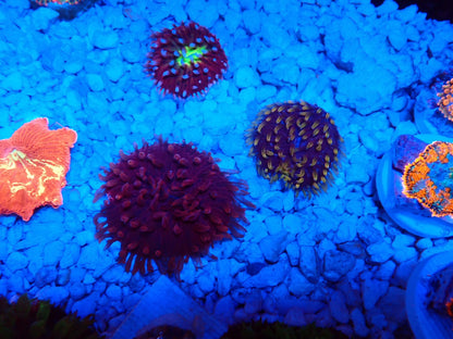 クサビライシ①