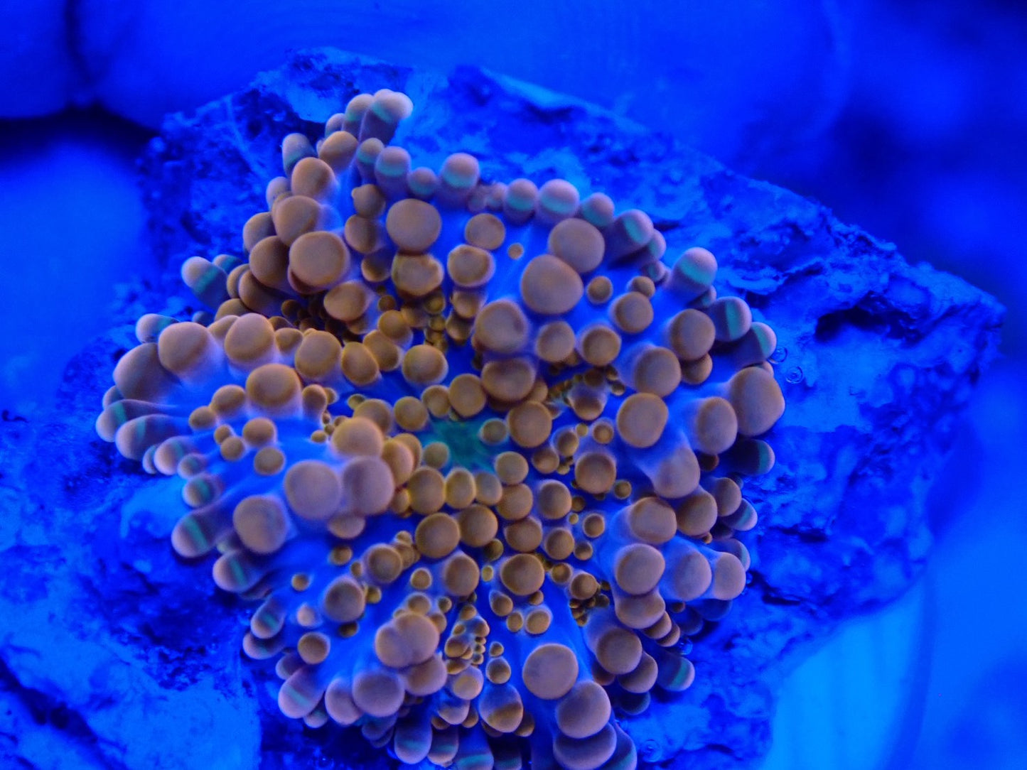 バブルディスクコーラル