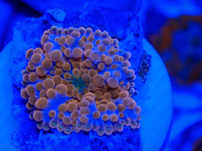 バブルディスクコーラル