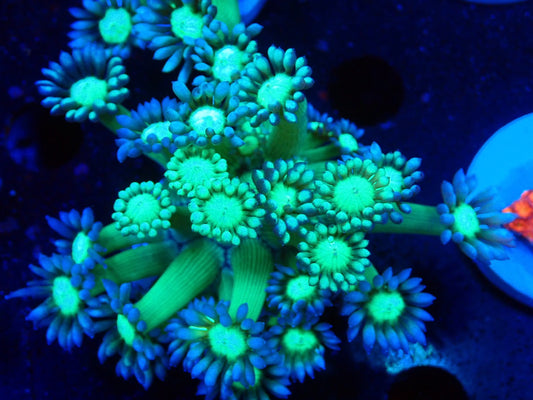 グラフテッドハナガササンゴ