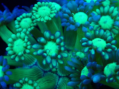 グラフテッドハナガササンゴ