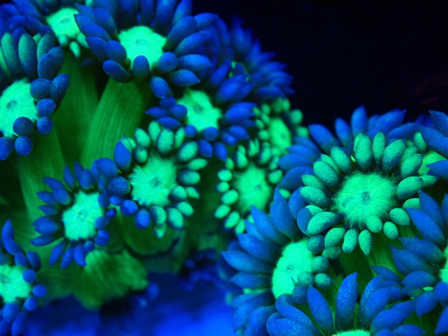 グラフテッドハナガササンゴ