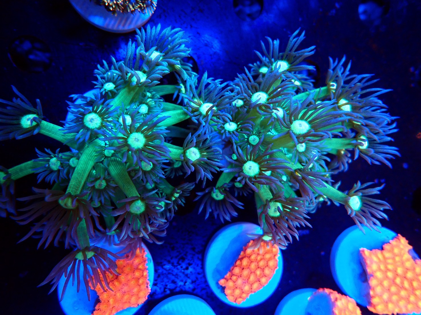 激美 アワサンゴ Good color ＃68