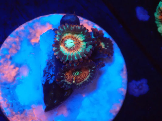 店長ブリードマメスナ・Zombie Eye049