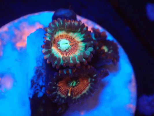 店長ブリードマメスナ・Zombie Eye049