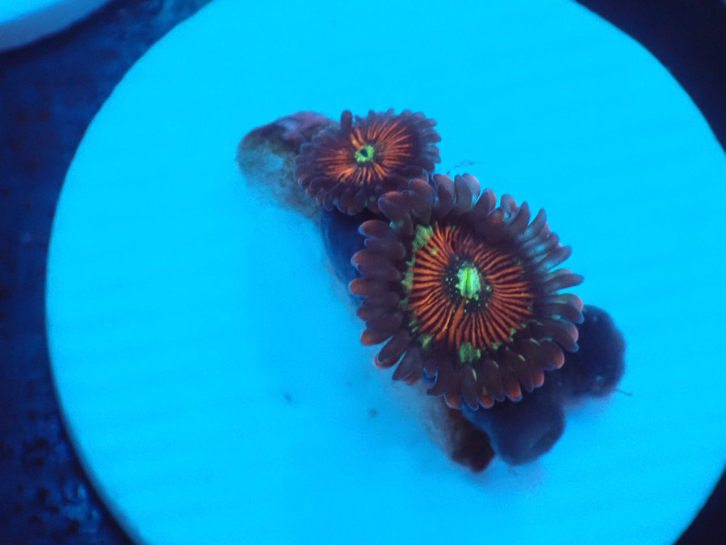 店長ブリードマメスナ・Zombie Eye045