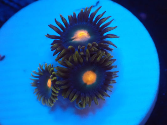 店長ブリードマメスナ・ネーム忘れ062