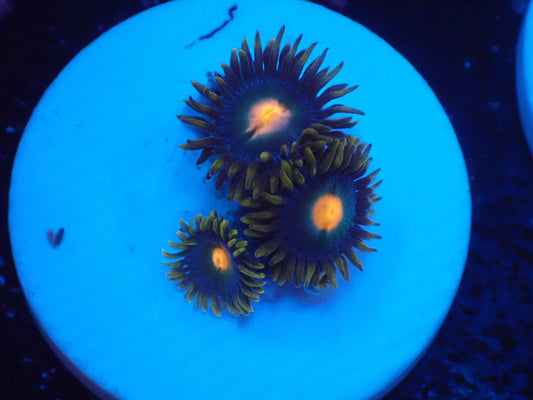 店長ブリードマメスナ・ネーム忘れ062