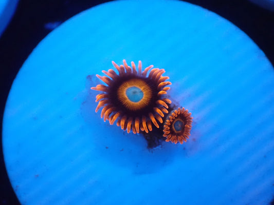 店長ブリードマメスナ・Tequila Sunrise 039