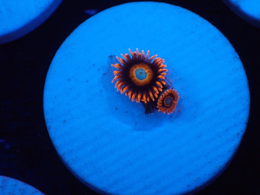 店長ブリードマメスナ・Tequila Sunrise 039