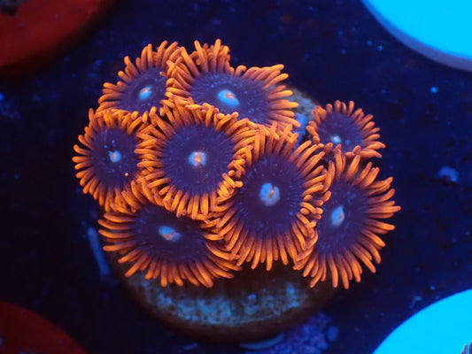 店長ブリードマメスナ・Fire and Ice 01