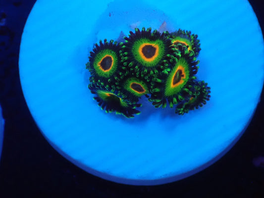 店長ブリードマメスナ・Rasta 085