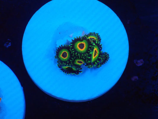 店長ブリードマメスナ・Rasta 085