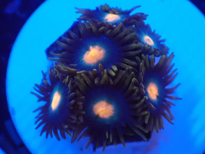 店長ブリードマメスナ・ネーム忘れ078