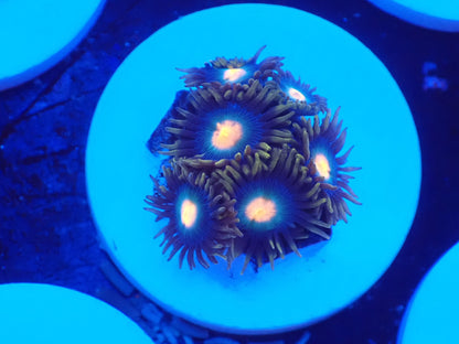 店長ブリードマメスナ・ネーム忘れ078