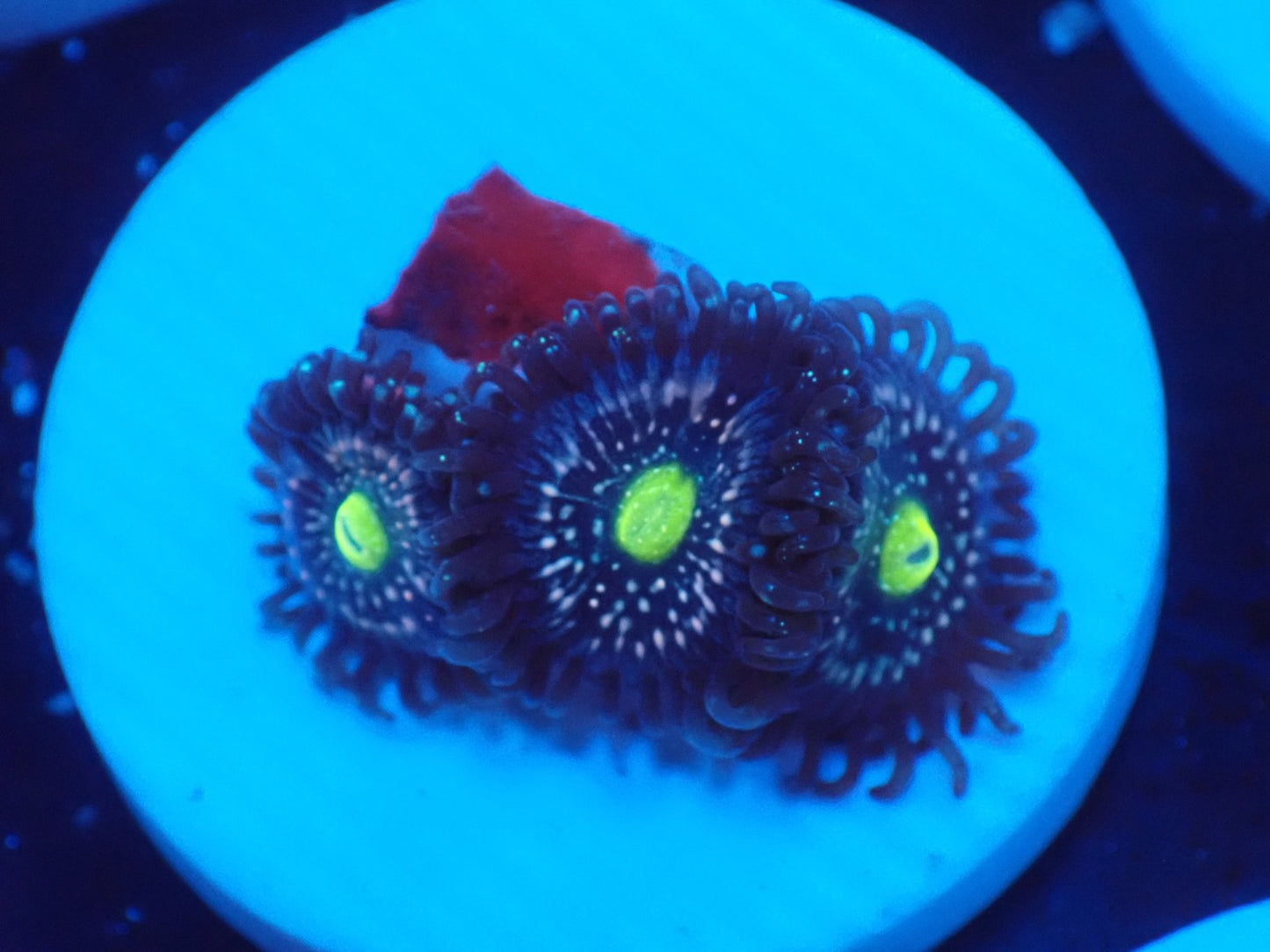 店長ブリードマメスナ・Blue Lagoon 076