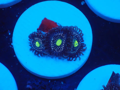 店長ブリードマメスナ・Blue Lagoon 076