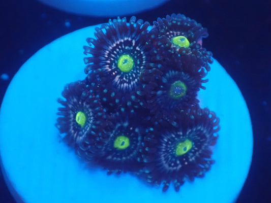 店長ブリードマメスナ・Blue Lagoon 070