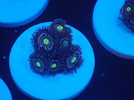 店長ブリードマメスナ・Blue Lagoon 070