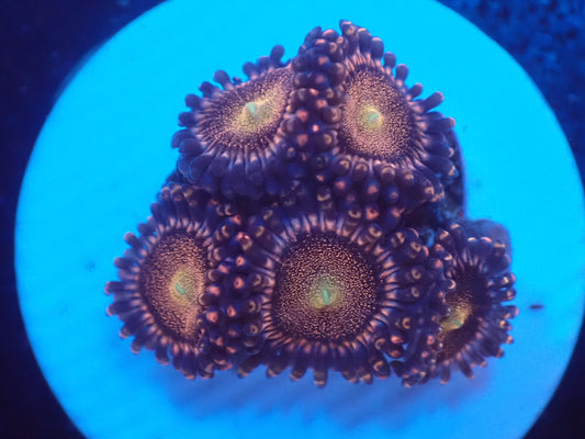 店長ブリードマメスナ・Mohawk 077