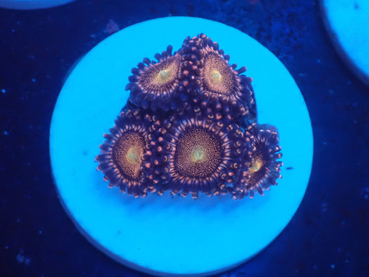 店長ブリードマメスナ・Mohawk 077