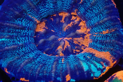 スコリミア（War Paint）