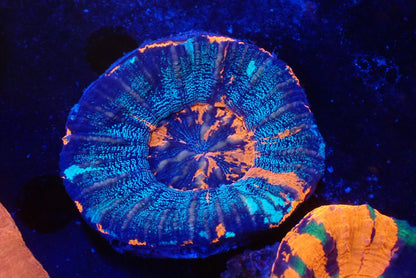 スコリミア（War Paint）