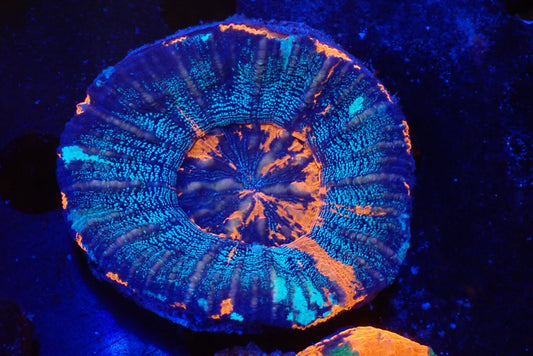 スコリミア（War Paint）