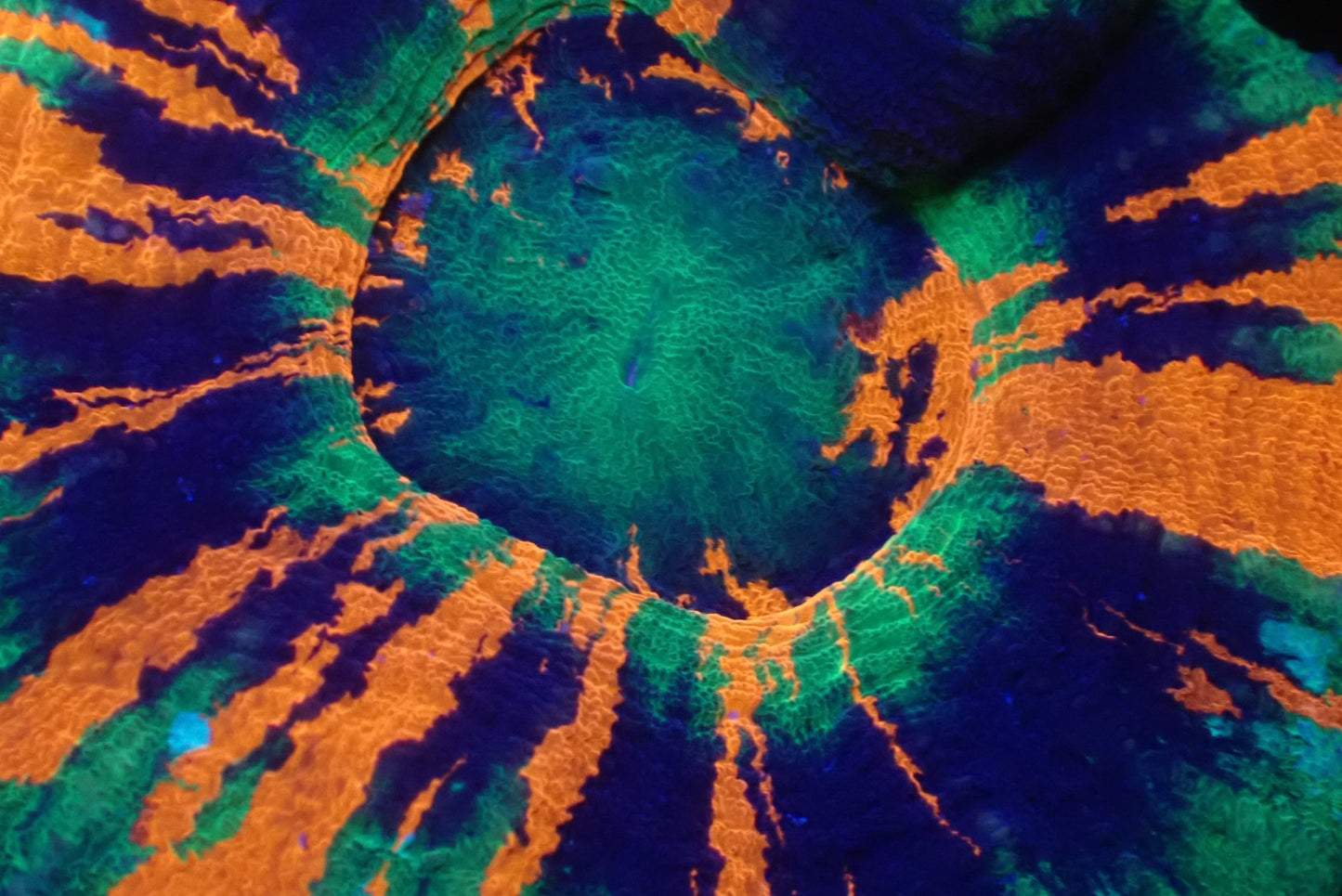 スコリミア（Master）