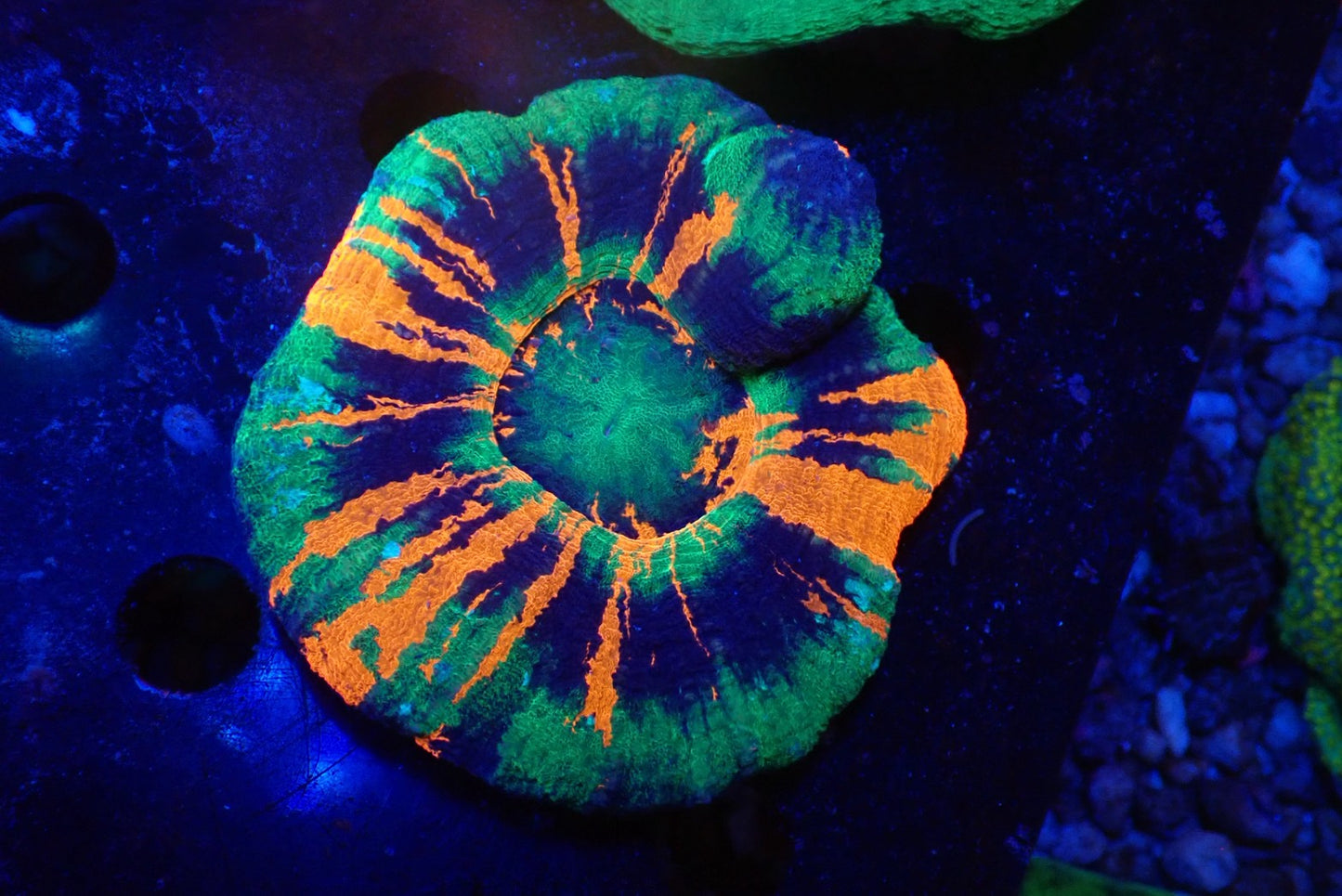 スコリミア（Master）