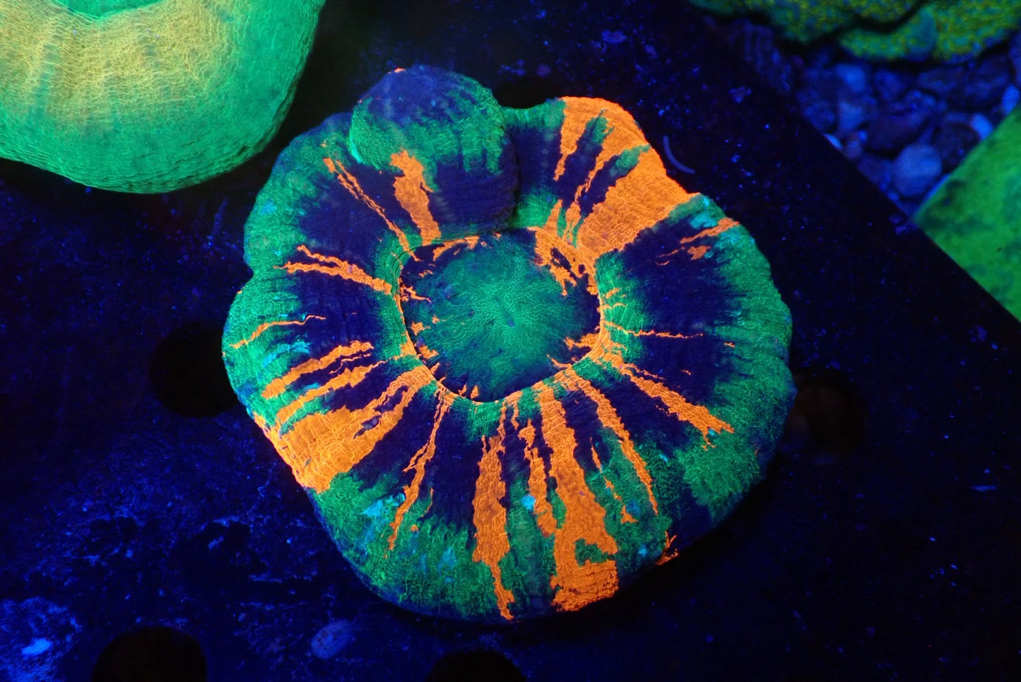 スコリミア（Master）